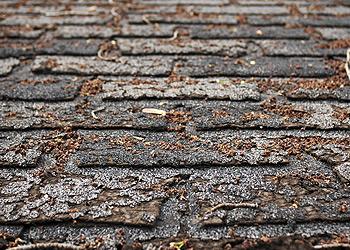 Buddys Roofing Images